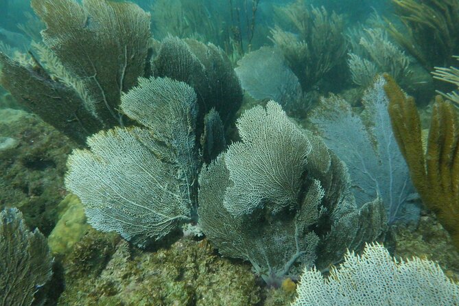Guided Shore Diving Tour - Who will enjoy this outing most
