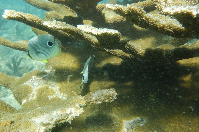 Guided Shore Diving Tour - Health, timing, and what to bring