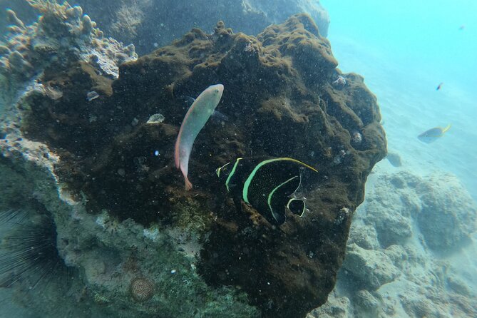 Guided Snorkeling adventure in San Juan - A simple reef outing from central San Juan