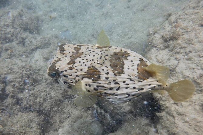 Guided Snorkeling adventure in San Juan - Forty-five minutes among fish and sea life
