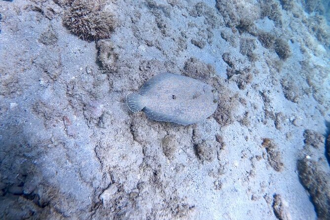Guided Snorkeling adventure in San Juan - Why the small group matters for beginners