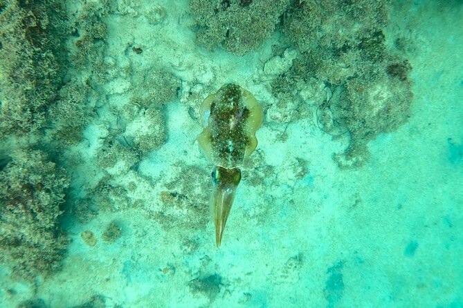 Guided Snorkeling adventure in San Juan - The added value of Caribe Hilton access