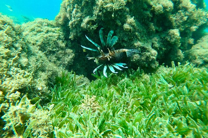 Guided Snorkeling adventure in San Juan - Who should book this San Juan snorkel