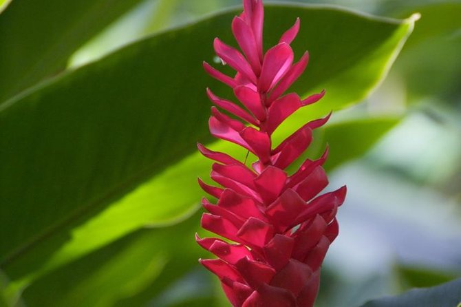 Half-Day El Yunque National Forest Tour from San Juan - What the Guides Add to the Morning