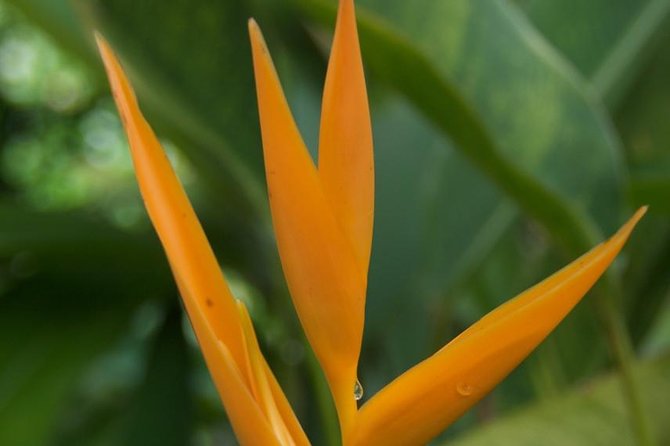 Half-Day El Yunque National Forest Tour from San Juan - Is $100 a Fair Price?