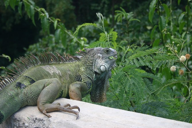 Half Day Tour in Rainforest Zipline Park with Transportation - From Your Hotel To Rio Grande