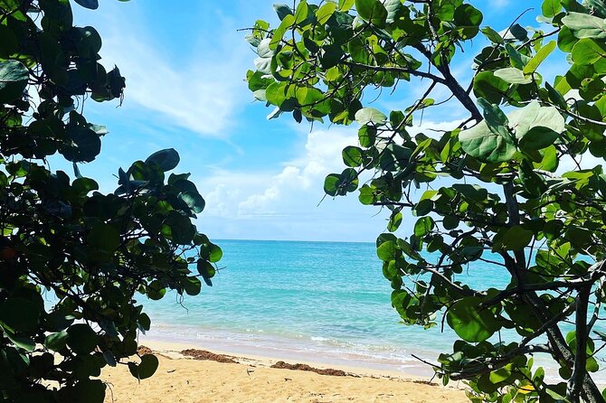 Hidden Fresh Spring of Water+ Cave+ Beach & Food Full Day Tour - The 8:30 a.m. start from Ashford Avenue
