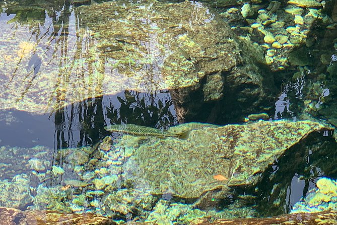 Hidden Gems of the North, Puerto Rico Private Tour - Swimming at the clear spring