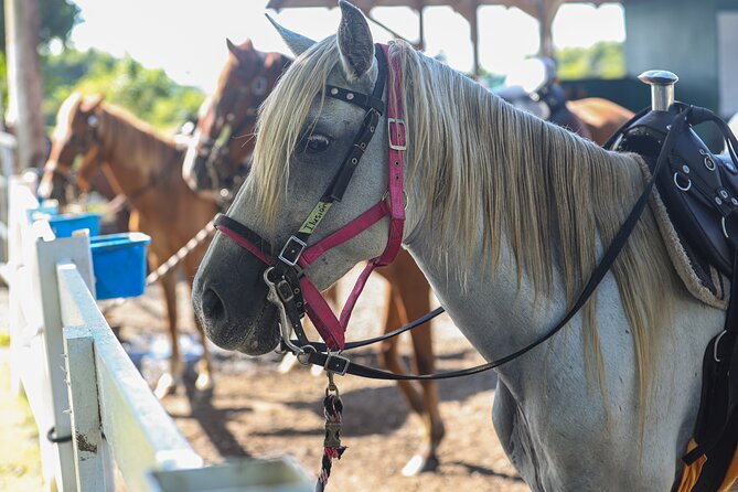 Horseback Riding Tour at Private Ranch - Choosing and mounting your Paso Fino