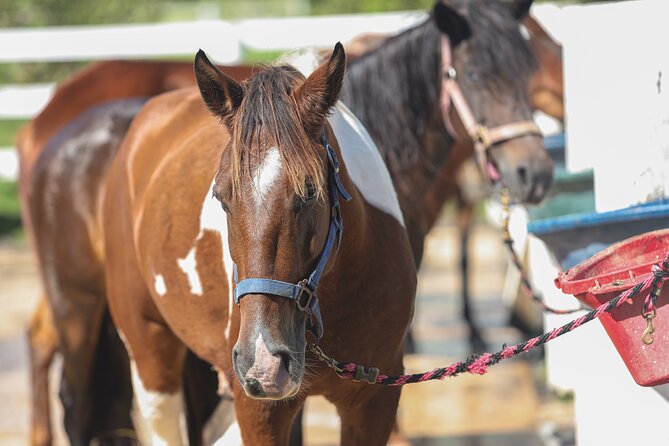 Horseback Riding Tour at Private Ranch - Views, wildlife, and ranch character