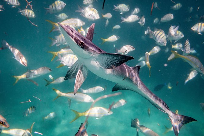 Icacos Deserted Island Catamaran, Snorkel, and Picnic Cruise - Lunch on the Catamaran