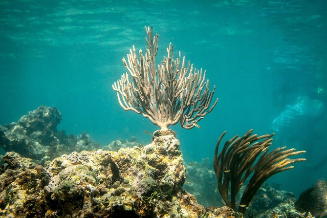Icacos Deserted Island Catamaran, Snorkel, and Picnic Cruise - Practical Details That Can Make or Break the Day