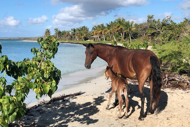 Isla de Vieques Beach Hopper Sightseeing Tour - A Morning Route Through Three Vieques Beaches