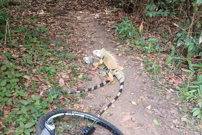 Mountain Bike tour to a Pristine Spring and Cave - What the $140 price gets you