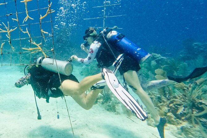 Private 2-Tank Dive with PADI Instructor for Certified Divers - What happens between the two descents