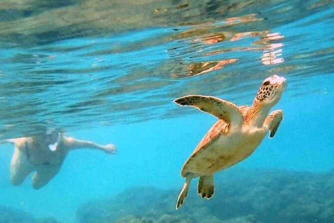 Private Rincon Snorkeling Adventure - Quick Points Before You Book