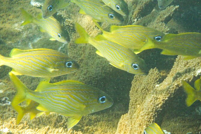 Private Rincon Snorkeling Adventure - The Real Value of a Private Guide