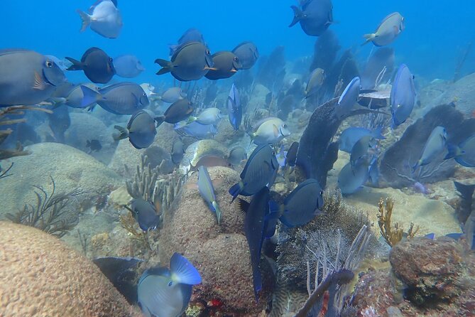Private Rincon Snorkeling Adventure - Guides, Safety, and Personal Comfort