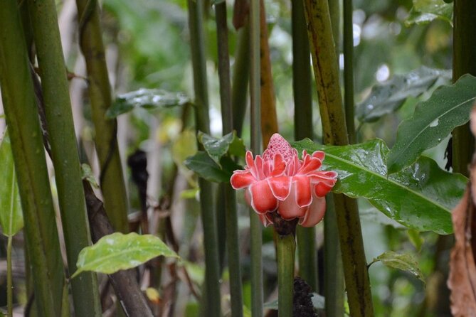 Private Tour of El Yunque Rainforest from San Juan - Lunch adds a useful Puerto Rican pause