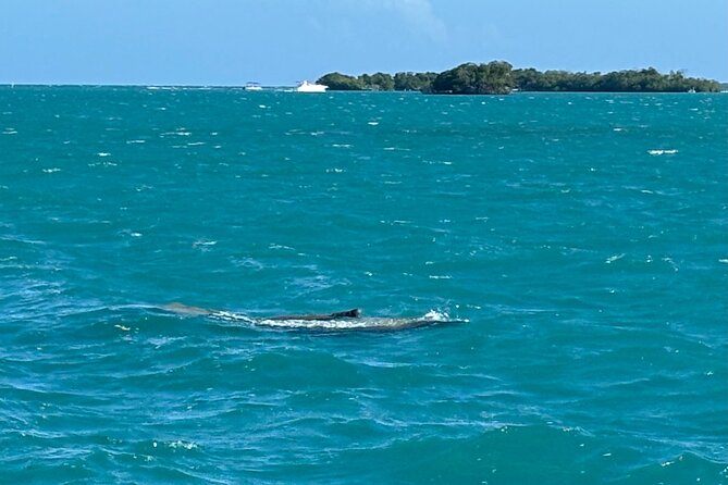 Puerto Rico: Bio Bay Swim and Sunset Charter or Late night tour - Who will enjoy this La Parguera tour most