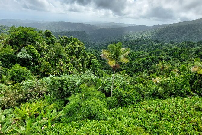 Puerto Rico: El Yunque Sightseeing Half-Day Tour w/Transfer - El Portal Visitor Center: making sense of the forest