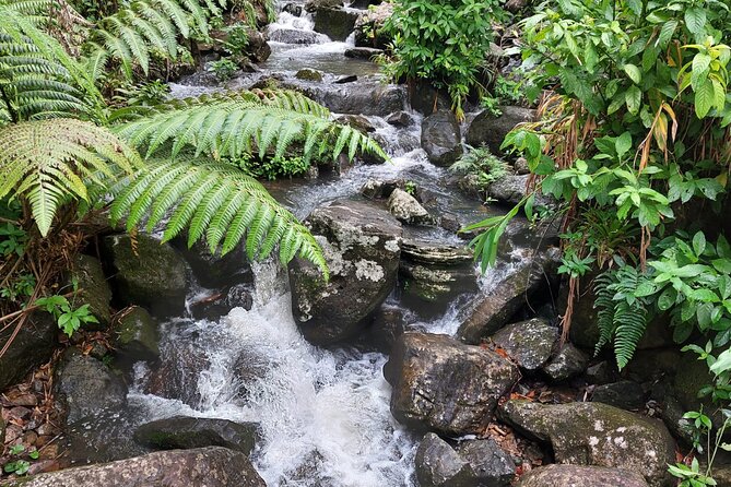 Puerto Rico: El Yunque Sightseeing Half-Day Tour w/Transfer - Junglequí: the most active part of the outing