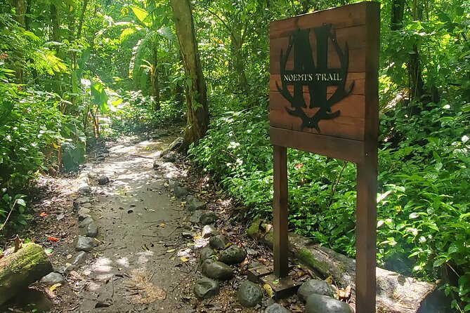 Rainforest and Junglequi Zipline Combo Tour - The easy nature walk and natural pool stop