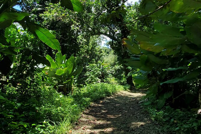 Rainforest and Junglequi Zipline Combo Tour - Who should book this rainforest day?