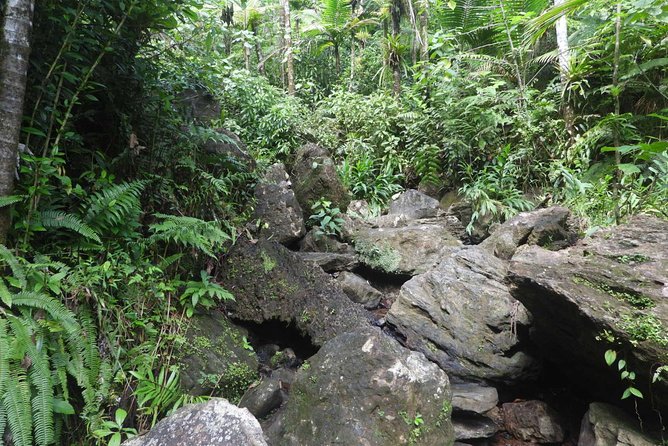 Rainforest Nature Walk & Luquillo Beach Combo - The Río Mameyes walk is short, wet, and more playful than strenuous