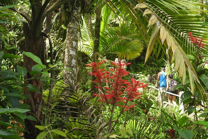 Rainforest Nature Walk & Luquillo Beach Combo - El Yunque rewards attention, even on a brief visit