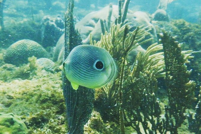 Rincon Snorkeling Adventure - Key Points About This Rincón Reef Trip