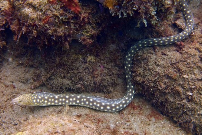 Rincon Snorkeling Adventure - The Three-Hour Schedule in Real Terms
