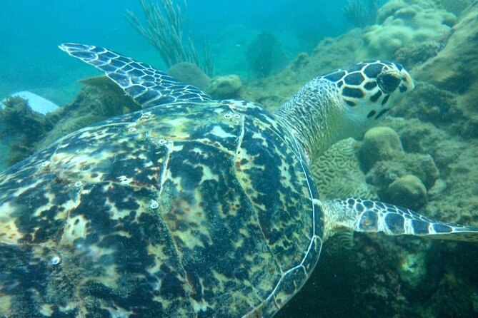 Rincon Snorkeling Adventure - Getting Fitted and Learning What You May See