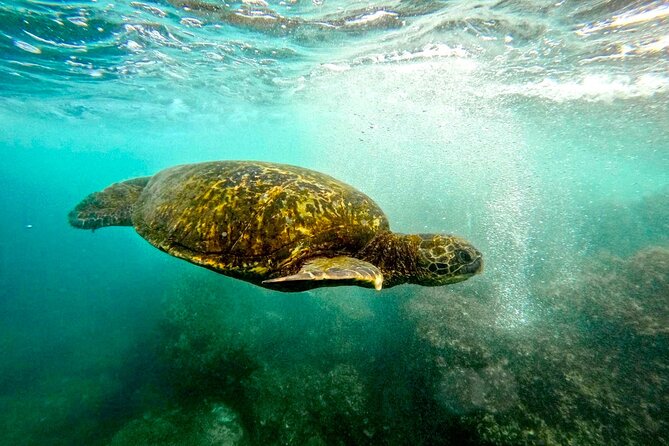 San Juan Guided Snorkel With Turtles Tour and Videos - The water conditions can change the whole outing