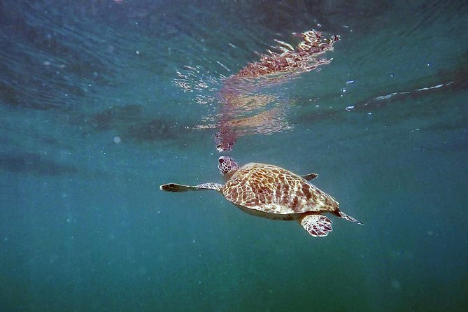San Juan Guided Snorkel With Turtles Tour and Videos - Is $42.30 a fair price?