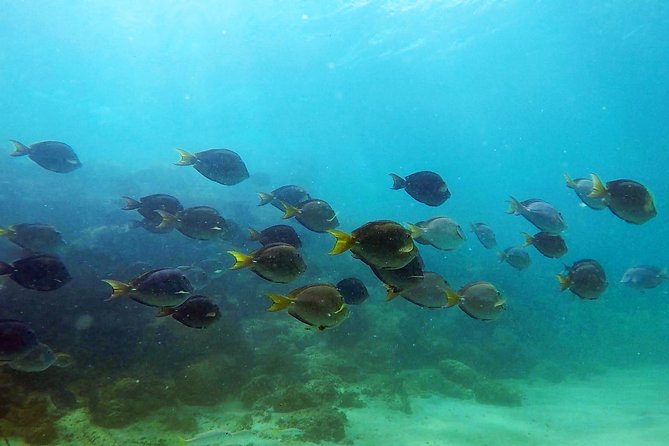 San Juan Guided Snorkel With Turtles Tour and Videos - Who will enjoy this experience most