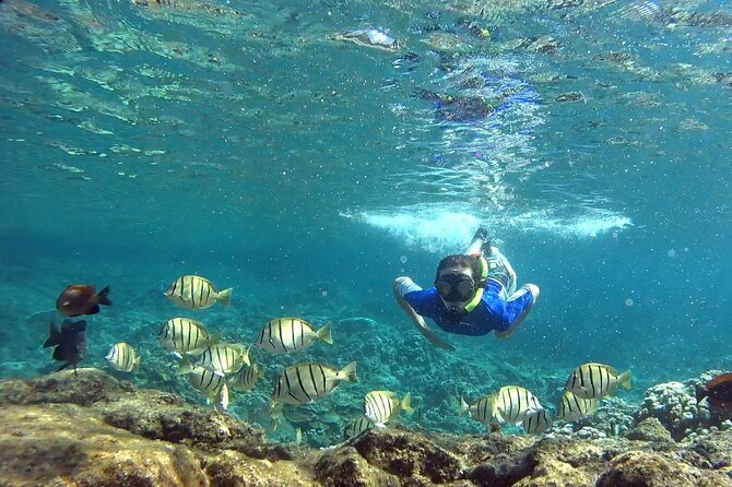 San Juan Guided Snorkeling Experience - With Transport 8am or 3pm - Is $89 a fair price?
