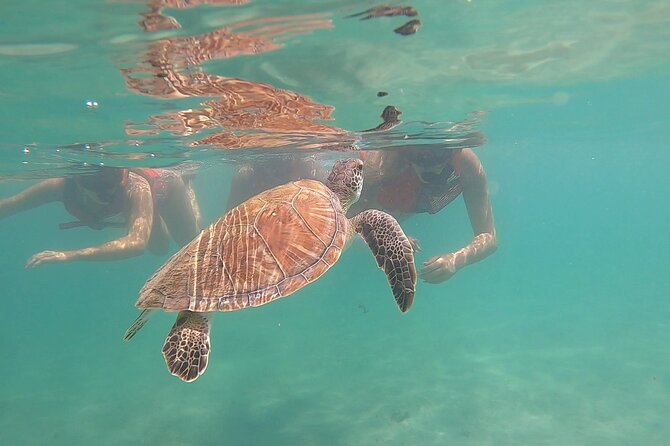 San Juan: Kids and Family Snorkeling Adventure with Videos - Key points for choosing this San Juan snorkeling trip