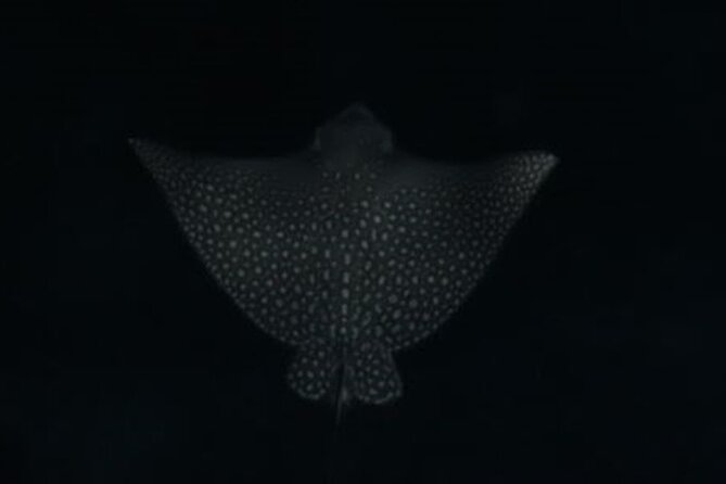 San Juan LED Night Snorkel - Entering the reef after sunset