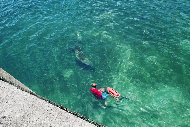 San Juan Snorkel with Turtles and Manatee's; Free Video and Rum! - Looking for sea turtles and manatees