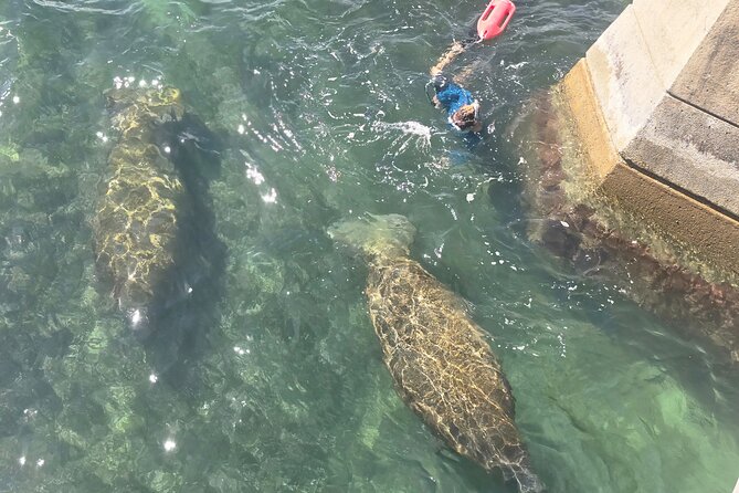 San Juan Snorkel with Turtles and Manatee's; Free Video and Rum! - What the water conditions can change