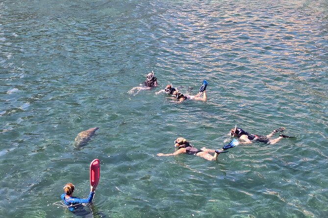 San Juan Snorkel with Turtles and Manatee's; Free Video and Rum! - Who should book, and who should skip it