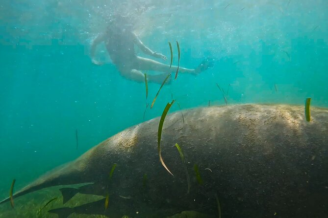 San Juan Snorkel with Turtles and Manatee's; Free Video and Rum! - Cost, timing, and cancellation details