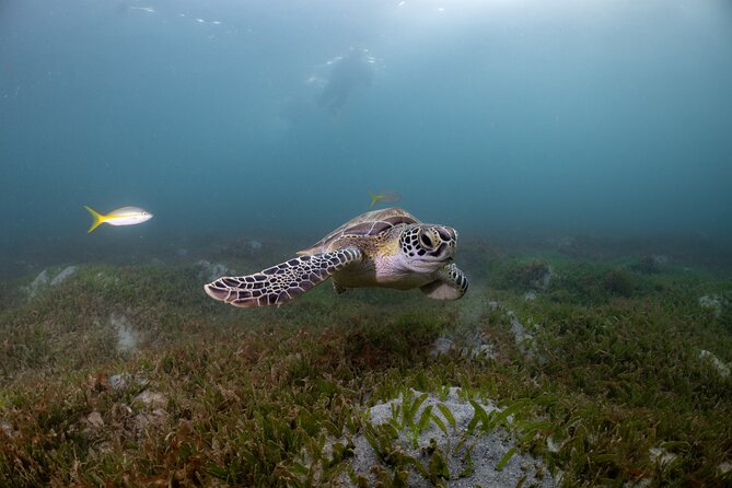 San Juan Snorkeling Tour with Fish and Turtles - A Short Trip From San Juan Into Escambrón Bay