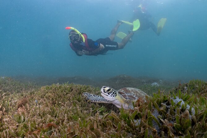San Juan Snorkeling Tour with Fish and Turtles - Is $67 a Fair Price for Two Hours?