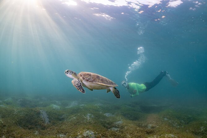San Juan Snorkeling Tour with Fish and Turtles - Forty-Five Minutes Among Turtles, Snappers, and Reef Fish