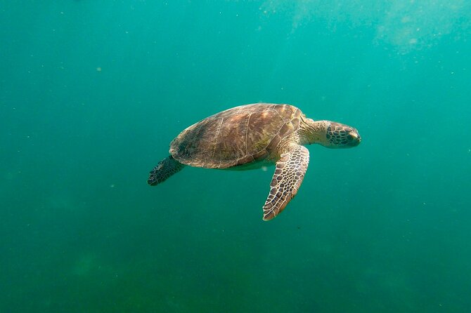 San Juan: Snorkeling with Turtles Adventure and Free Videos - Key points to know before you book