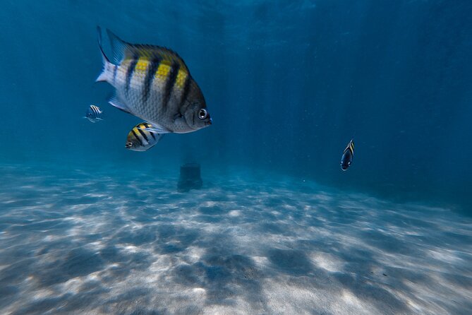 San Juan: Snorkeling with Turtles Adventure and Free Videos - Swimming ability, anxiety, and family fit