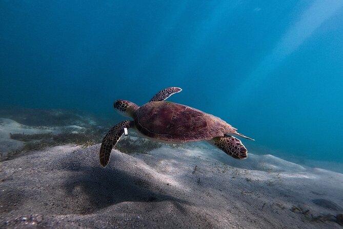 San Juan: Snorkeling with Turtles Adventure and Free Videos - Green sea turtles and the reality of wild sightings