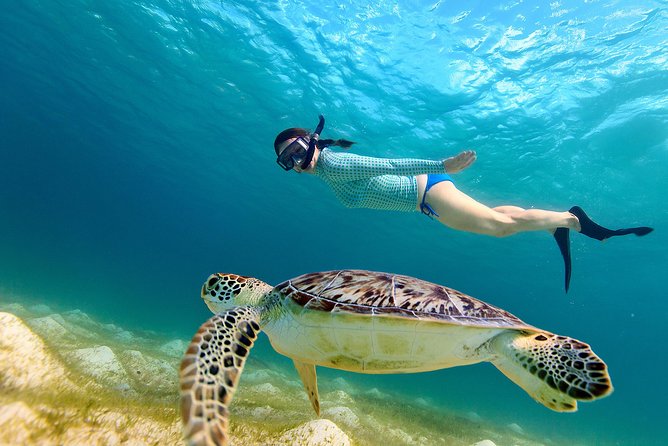 San Juan Turtle Spotting Snorkel Adventure with Videos - Key points to know before you book